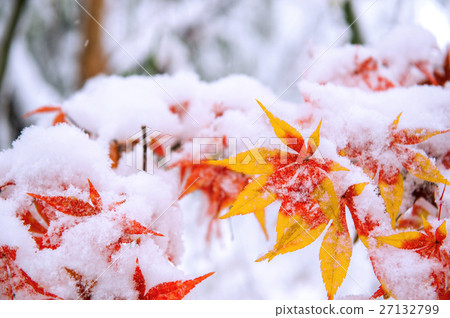 Red fall maple tree covered in snow,South Korea. 27132799