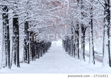 Row of trees in Winter with falling snow. 27132811