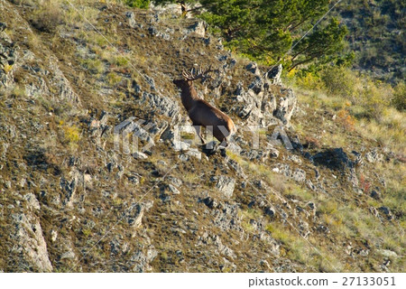 Young deer taken on a rocky surface Young deer taken on a rocky surface 27133051