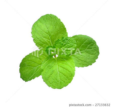 fresh thai mint leaves isolated on white  27133632