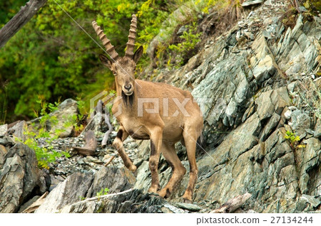 ibex on a background of green forest in the 27134244