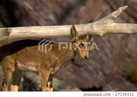 ibex swarm up mountains 27134311