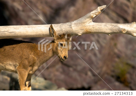 ibex swarm up mountains 27134313