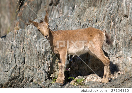 ibex swarm up mountains 27134510
