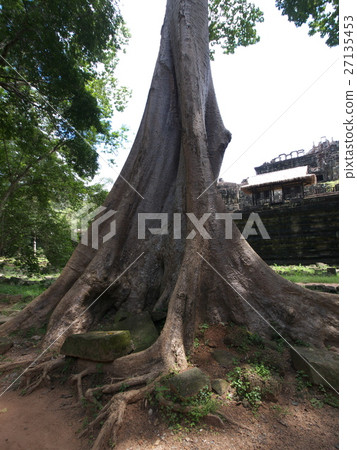 Baumuon temple's bajumaru 27135453