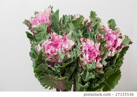 bunch Ornamental Kale - Brassica Oleracea bunch Ornamental Kale - Brassica Oleracea 27135536