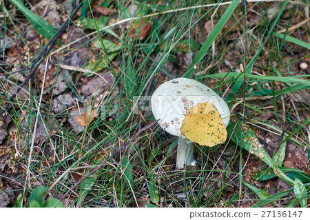 With Amanita virosa leaf on the hat With Amanita virosa leaf on the hat 27136147