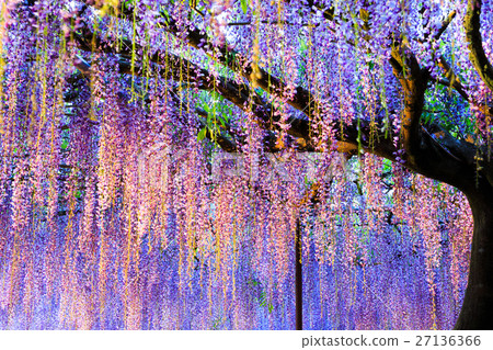 Fuji flower light up Fuji flower light up 27136366