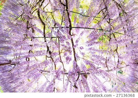  Wisteria flowers 27136368