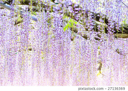 紫藤花  紫藤花 27136369
