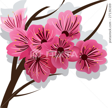 Branch of blooming cherry tree Sakura Branch of blooming cherry tree Sakura 27136389