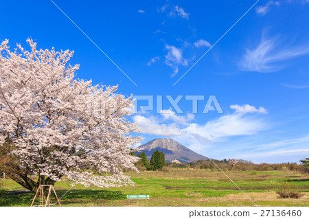 Sakura in Oyama and Oyama Pension Village Sakura in Oyama and Oyama Pension Village 27136460