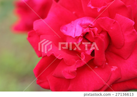 Ingrid Bergman · Rose flower and rain drop 27136613