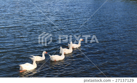 行軍的鴨子 27137129