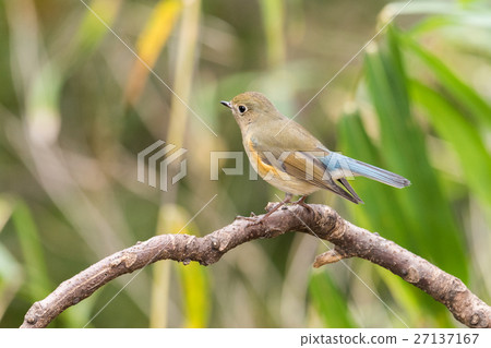 Ruribitaki 66雄鳥 27137167