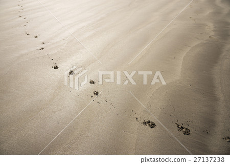 Footprints of sandy dogs 27137238