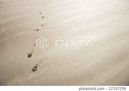 沙灘狗的腳印 27137239