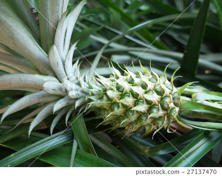 Pineapple coral pine 27137470
