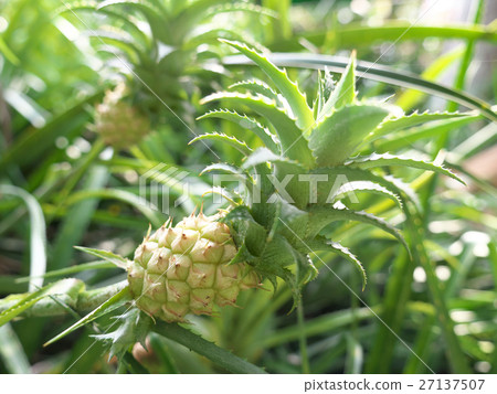 菠蘿韻松 27137507