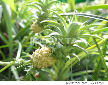 菠蘿韻松 菠蘿韻松 27137508