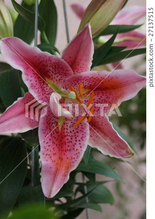 百合花 27137515