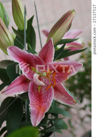 百合花 百合花 27137517