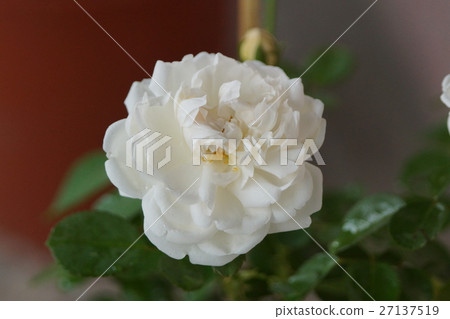 rose 27137519