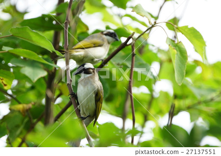 White-headed owl White-headed owl 27137551