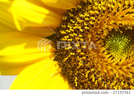 Sunflower Sunflower 27137561