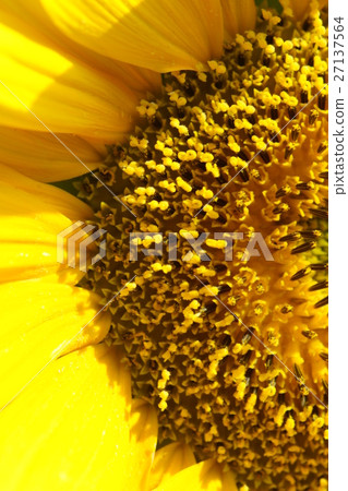 向日葵 27137564