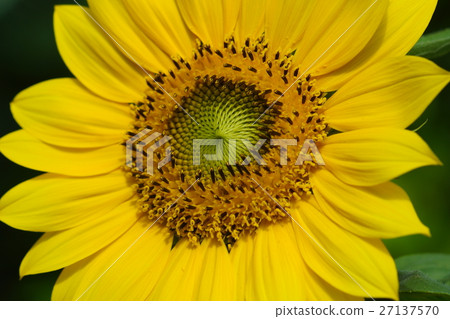 Sunflower 27137570