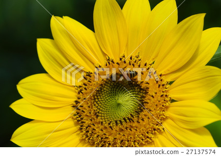 Sunflower Sunflower 27137574
