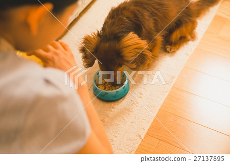 pet, pets, bait 27137895