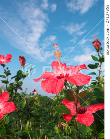 Hibiscus (December - Okinawa) Hibiscus (December - Okinawa) 27137958