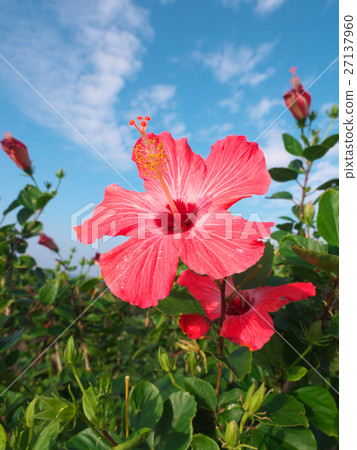 Hibiscus (December - Okinawa) Hibiscus (December - Okinawa) 27137960