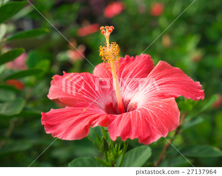 Hibiscus (December - Okinawa) Hibiscus (December - Okinawa) 27137964