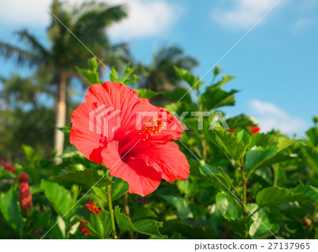 Hibiscus (December - Okinawa) Hibiscus (December - Okinawa) 27137965