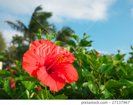 Hibiscus (December - Okinawa) Hibiscus (December - Okinawa) 27137967