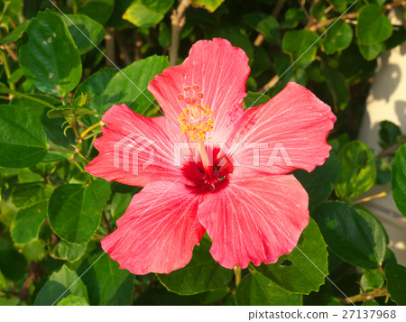Hibiscus (December - Okinawa) Hibiscus (December - Okinawa) 27137968