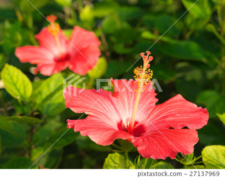 Hibiscus (December - Okinawa) Hibiscus (December - Okinawa) 27137969