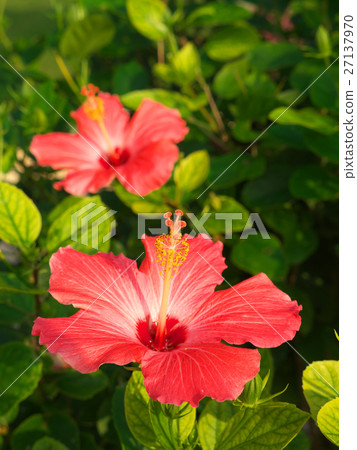 Hibiscus (December - Okinawa) Hibiscus (December - Okinawa) 27137970