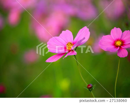 花,丹波菊花,花岡,花 花,丹波菊花,花岡,花 27138060