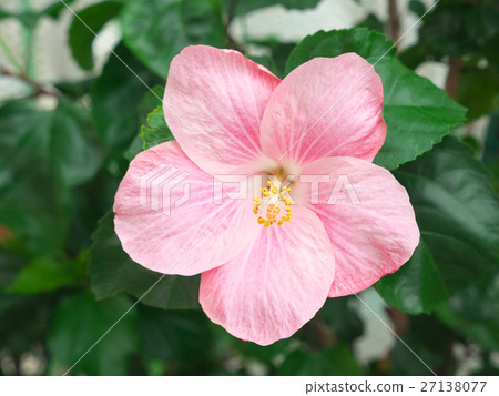 Hibiscus Hibiscus 27138077