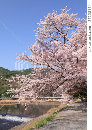 Arashiyama Togetsu Bridge and cherry blossoms 27138154