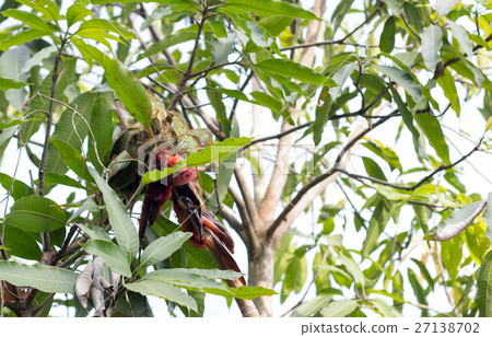 cooking snake fish menu 27138702