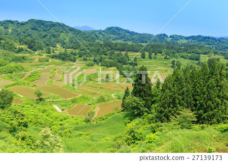 Rice terrace of Niigata _ Star Pass Rice terrace of Niigata _ Star Pass 27139173