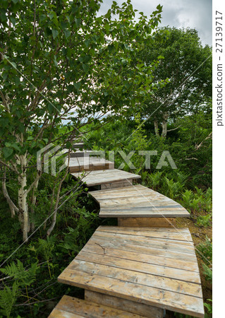 Wooden path in the Uzon Caldera. Kronotsky Nature Wooden path in the Uzon Caldera. Kronotsky Nature 27139717
