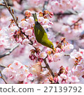 Cold cherry blossoms and mezzo in early spring 27139792