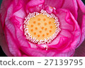 Close-up of lotus 27139795