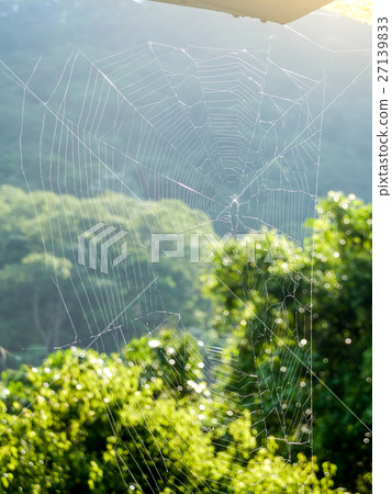 晨曦中的蜘蛛網 27139833